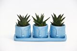 TRİO MAVİ ADLER SUKULENT SETİ - Haworthia Limifolia, Rigida