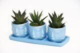 TRİO MAVİ ADLER SUKULENT SETİ - Haworthia Limifolia, Rigida