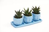 TRİO MAVİ ADLER SUKULENT SETİ - Haworthia Limifolia, Rigida