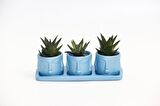 TRİO MAVİ ADLER SUKULENT SETİ - Haworthia Limifolia, Pumila