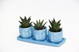 TRİO MAVİ ADLER SUKULENT SETİ - Haworthia Limifolia, Pumila