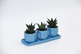 TRİO MAVİ ADLER SUKULENT SETİ - Haworthia Limifolia, Pumila