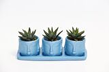 TRİO MAVİ ADLER SUKULENT SETİ - Haworthia Pumila