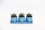 TRİO MAVİ ADLER SUKULENT SETİ - Haworthia Pumila