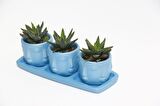 TRİO MAVİ ADLER SUKULENT SETİ - Haworthia Pumila