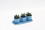 TRİO MAVİ ADLER SUKULENT SETİ - Haworthia Pumila