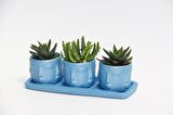 TRİO MAVİ ADLER SUKULENT SETİ - Haworthia, Huernia