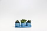 TRİO MAVİ ADLER SUKULENT SETİ - Haworthia, Huernia