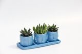TRİO MAVİ ADLER SUKULENT SETİ - Haworthia, Huernia