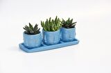 TRİO MAVİ ADLER SUKULENT SETİ - Haworthia, Huernia