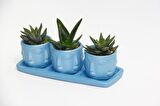 TRİO MAVİ ADLER SUKULENT SETİ - Haworthia, Aloe Ferox