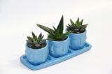 TRİO MAVİ ADLER SUKULENT SETİ - Haworthia, Aloe Ferox
