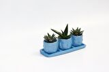 TRİO MAVİ ADLER SUKULENT SETİ - Haworthia, Aloe Ferox