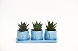 TRİO MAVİ ADLER SUKULENT SETİ - Haworthia Limifolia