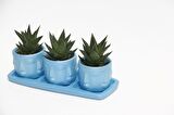 TRİO MAVİ ADLER SUKULENT SETİ - Haworthia Limifolia
