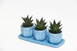 TRİO MAVİ ADLER SUKULENT SETİ - Haworthia Limifolia