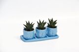 TRİO MAVİ ADLER SUKULENT SETİ - Haworthia Limifolia