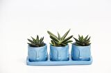 TRİO MAVİ ADLER SUKULENT SETİ - Haworthia Pumila, Gasteria