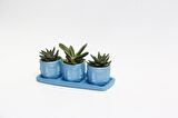 TRİO MAVİ ADLER SUKULENT SETİ - Haworthia Pumila, Gasteria
