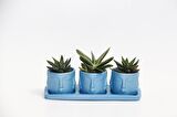 TRİO MAVİ ADLER SUKULENT SETİ - Haworthia Pumila, Gasteria