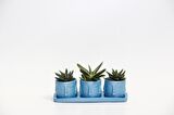 TRİO MAVİ ADLER SUKULENT SETİ - Haworthia Pumila, Gasteria