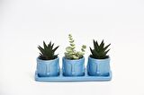 TRİO MAVİ ADLER SUKULENT SETİ - Haworthia Limifolia, Crassula Perforata