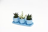 TRİO MAVİ ADLER SUKULENT SETİ - Haworthia Limifolia, Crassula Perforata