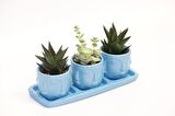 TRİO MAVİ ADLER SUKULENT SETİ - Haworthia Limifolia, Crassula Perforata