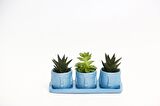 TRİO MAVİ ADLER SUKULENT SETİ - Haworthia Limifolia, Echeveria