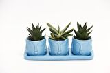 TRİO MAVİ ADLER SUKULENT SETİ - Haworthia Limifolia, Gasteria