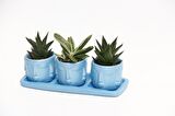 TRİO MAVİ ADLER SUKULENT SETİ - Haworthia Limifolia, Gasteria
