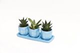 TRİO MAVİ ADLER SUKULENT SETİ - Haworthia Limifolia, Gasteria