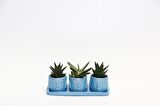 TRİO MAVİ ADLER SUKULENT SETİ - Haworthia Limifolia, Gasteria
