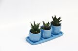 TRİO MAVİ ADLER SUKULENT SETİ - 3 Çeşit Haworthia