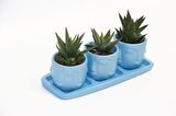 TRİO MAVİ ADLER SUKULENT SETİ - 3 Çeşit Haworthia