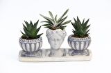 TRİO HELEN GRİ SUKULENT SETİ - Haworthia Limifolia, Gasteria