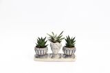 TRİO HELEN GRİ SUKULENT SETİ - Haworthia Limifolia, Gasteria