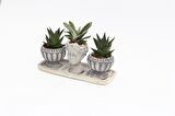 TRİO HELEN GRİ SUKULENT SETİ - Haworthia Limifolia, Gasteria