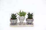 TRİO HELEN GRİ SUKULENT SETİ - Haworthia Limifolia, Gasteria