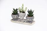 TRİO HELEN GRİ SUKULENT SETİ - Haworthia Limifolia, Crassula