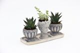 TRİO HELEN GRİ SUKULENT SETİ - Haworthia Limifolia, Crassula