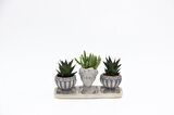 TRİO HELEN GRİ SUKULENT SETİ - Haworthia Limifolia, Huernia