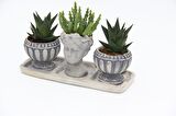 TRİO HELEN GRİ SUKULENT SETİ - Haworthia Limifolia, Huernia