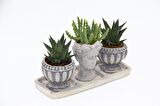 TRİO HELEN GRİ SUKULENT SETİ - Haworthia Limifolia, Huernia