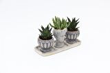 TRİO HELEN GRİ SUKULENT SETİ - Haworthia Limifolia, Huernia