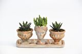 TRİO HELEN ORANGE SUKULENT SETİ - Haworthia Pumila, Huernia