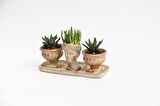 TRİO HELEN ORANGE SUKULENT SETİ - Haworthia Pumila, Huernia