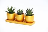 TRİO ORANGE HEDİYELİK SUKULENT SETİ - 3'lü Haworthia