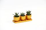 TRİO ORANGE HEDİYELİK SUKULENT SETİ - 3'lü Haworthia