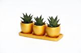 TRİO ORANGE HEDİYELİK SUKULENT SETİ - Haworthia Limifolia